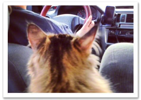 Back seat driver R Olson.jpg