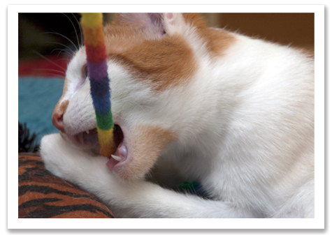 Barney bites toy R Olson.jpg