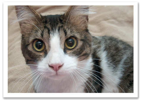 Bongo gets to know me R Olson.jpg