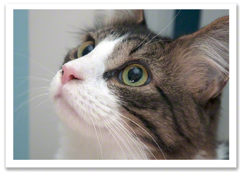 Bongo third portrait R Olson.jpg