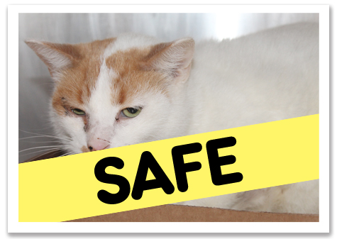 Is That Cat Angry or Frightened? - Catwatch Newsletter