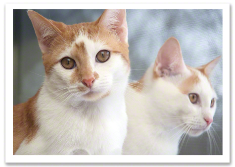 Brothers Orange R Olson.jpg