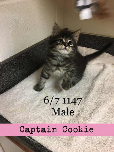 Captain Cookie copy