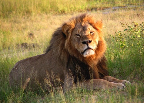 Cecil the lion at Hwange National Park 4516560206