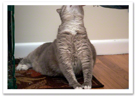 Chloe Buddha Stretch R Olson.jpg