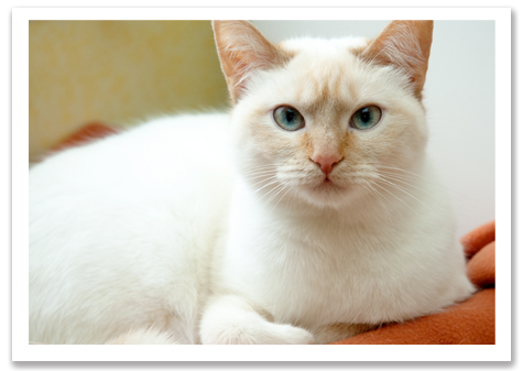 Coco pretty eyes R Olson copy.jpg