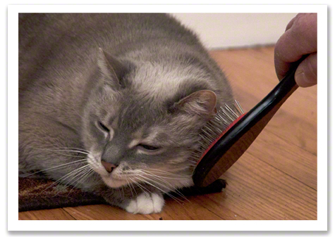 Enjoying a Brushing R Olson.jpg