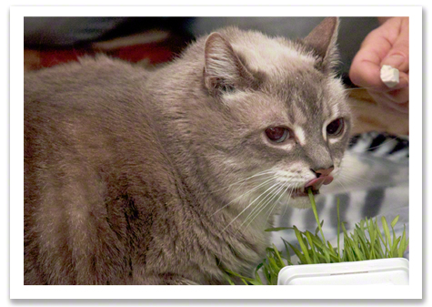 Licking Lips after Grass R Olson 2.jpg