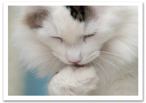 Licky Paw George R Olson.jpg