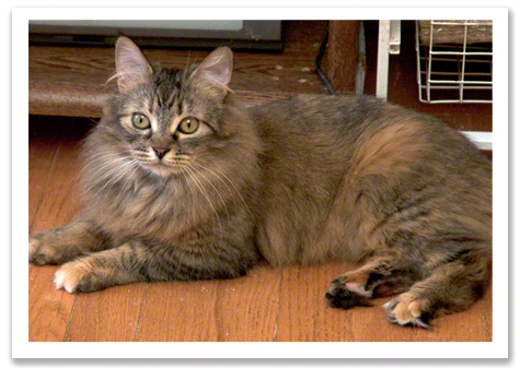 Lounging WIllow R Olson.jpg