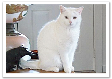 Lucy copy.jpg