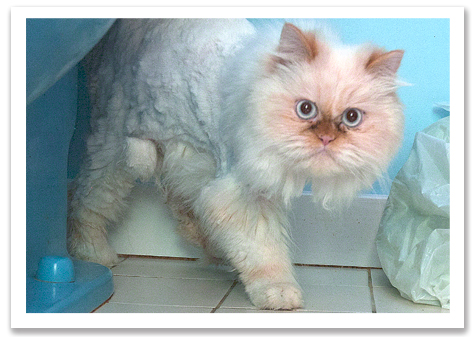 My baby got his first haircut! He had lots of mats that he wouldn't let me  brush out, so he had to get shaved. : r/persiancat