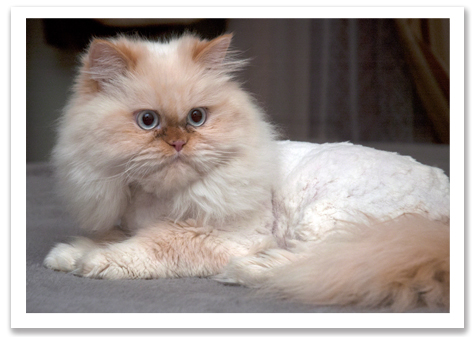 My baby got his first haircut! He had lots of mats that he wouldn't let me  brush out, so he had to get shaved. : r/persiancat