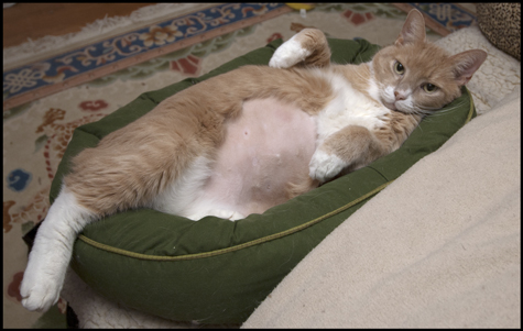 cat losing fur on belly and back legs