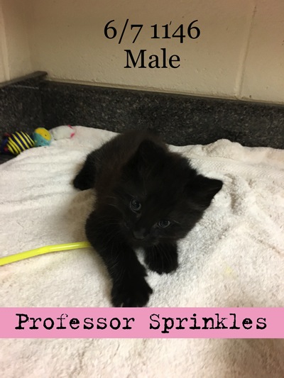 Professor Sprinkles copy