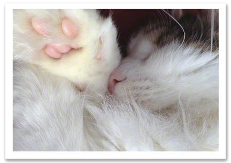Spencer Sleeping Ro Olson.jpg