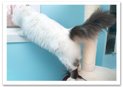 The tail with the cat R Olson.jpg