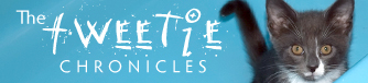 Tweetie Header_B_no_violator.jpg