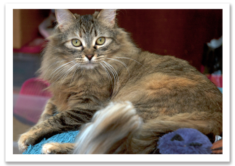 Willow Full Portrait R Olson.jpg