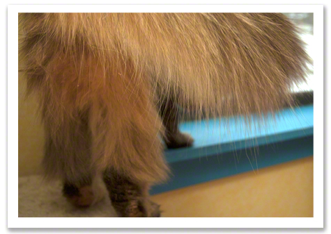 Willow Pantaloons R Olson.jpg