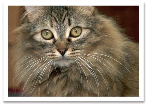 Willow Portrait R.Olson.jpg