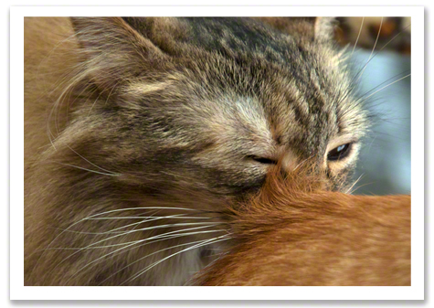 Willow Sniffing Barney R Olson.jpg