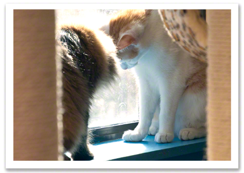 Willow and Barney copy.jpg