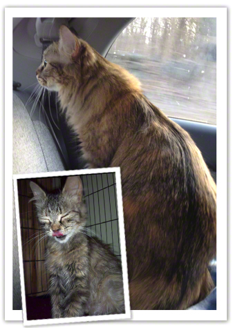 Willow before and after.jpg