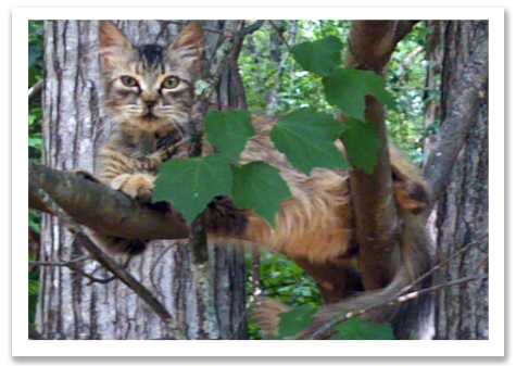 Willow in the Maple Tree copy.jpg