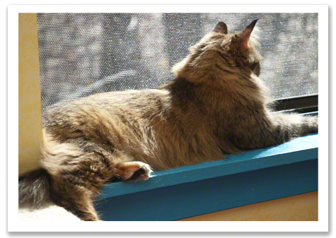 Willow in the Window R Olson.jpg