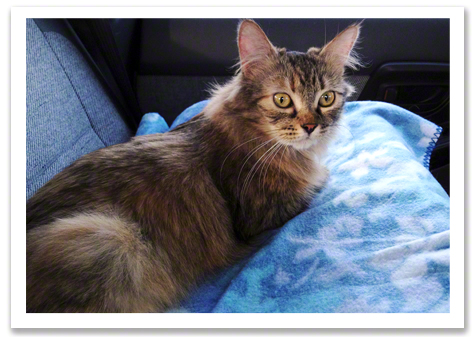 Willow in the car R Olson.jpg