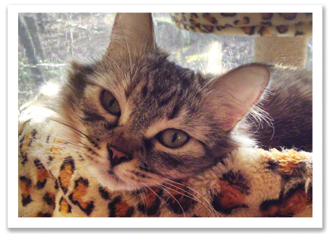 Willow on the Cat Tree R Olson.jpg