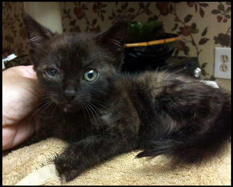 Cat Bath | Covered in Cat Hair